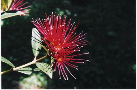 Southern Rata